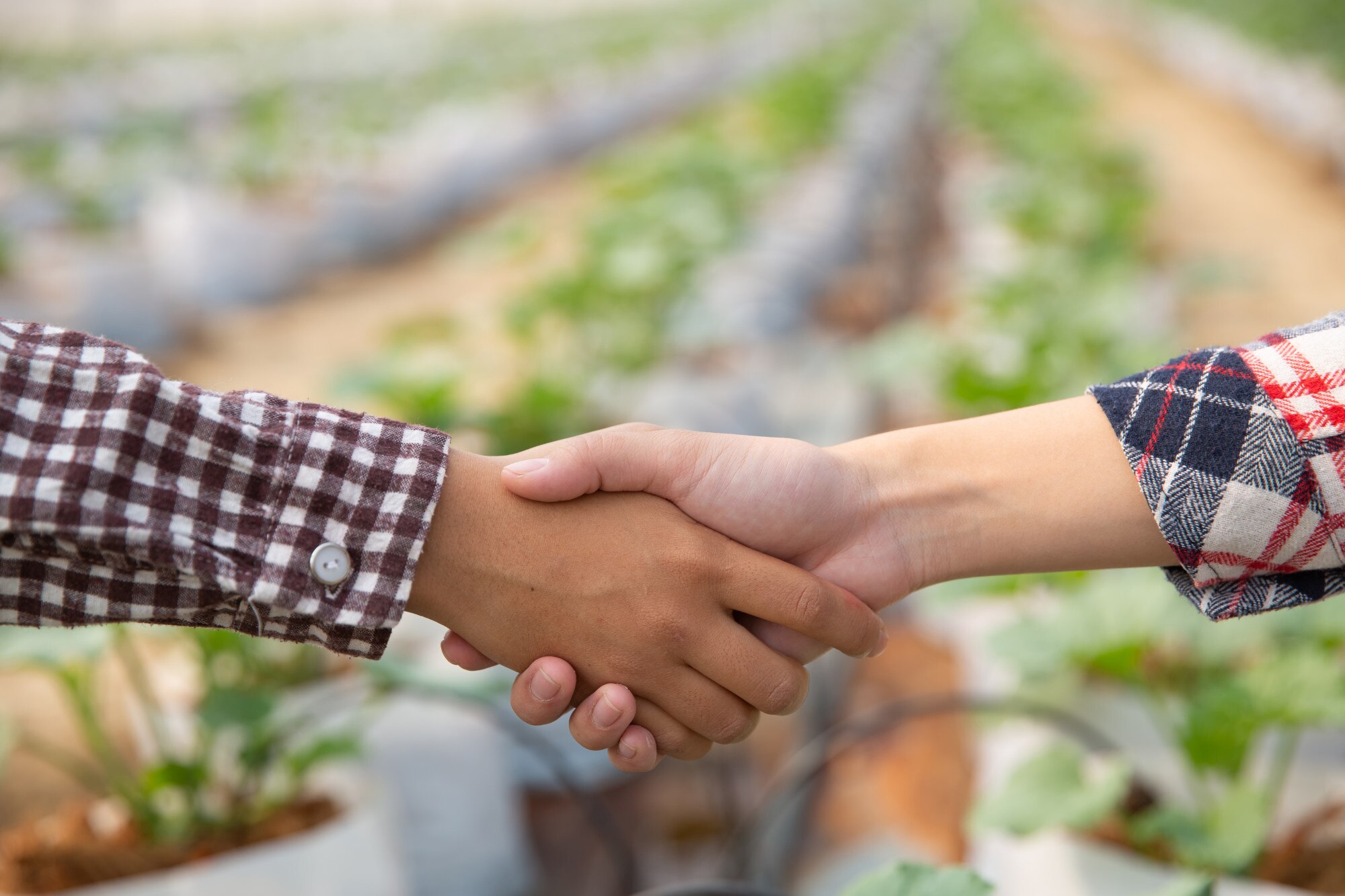 acuerdo negocios dandose mano plantacion melones 1150 10603